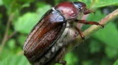 Prostriedky na boj proti pobreží zhuk a jeho larvy